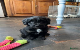 Bordoodle dogs for sale: Quality Miniature Bordoodles  - Image 16