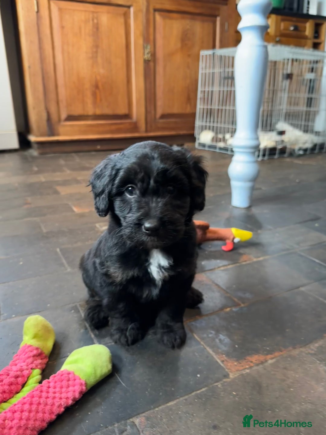 Bordoodle dogs for sale: Quality Miniature Bordoodles  - Image 16