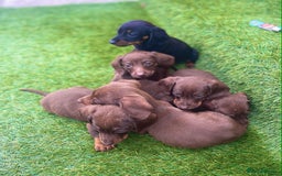 Miniature Dachshund dogs for sale: Miniature daschunds - Image 11