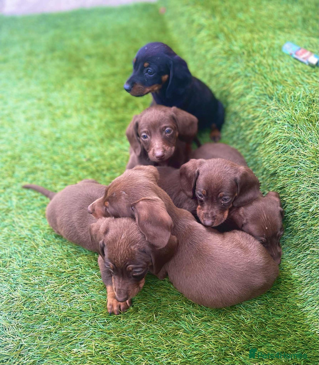 Miniature Dachshund dogs for sale: Miniature daschunds - Image 11