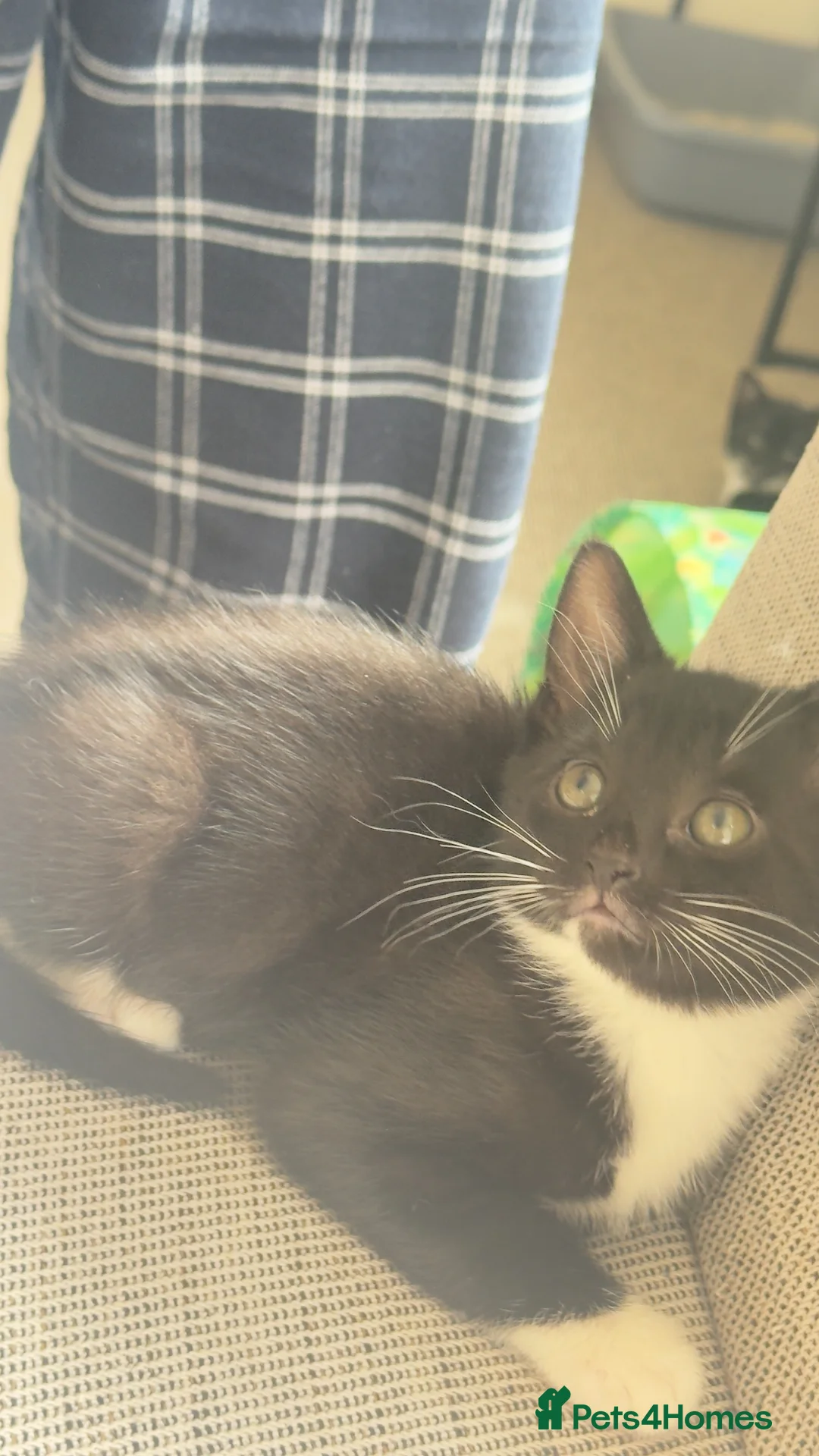 Mixed Breed cats for sale: kitten - Advert 2