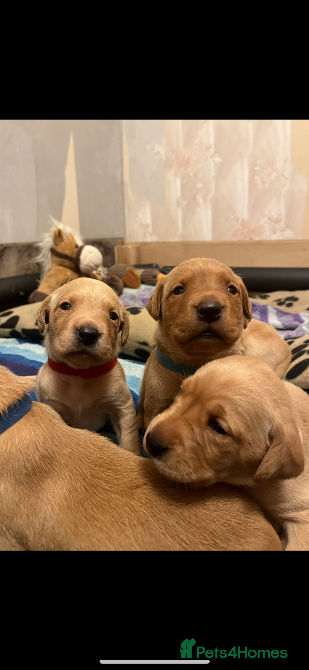 Labrador Retriever dogs for sale: KC Registered Fox Red and Yellow Labrador Puppies  - Advert 2