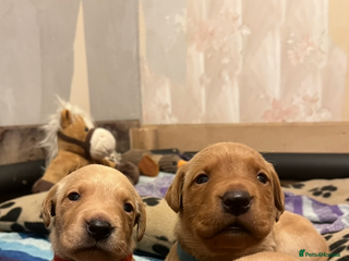 Labrador Retriever dogs KC Registered Fox Red and Yellow Labrador Puppies - Advert 14