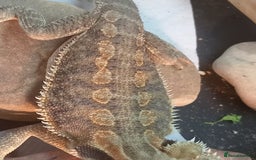 Bearded Dragon reptiles for sale: Rescued baby bearded dragon - Image 10
