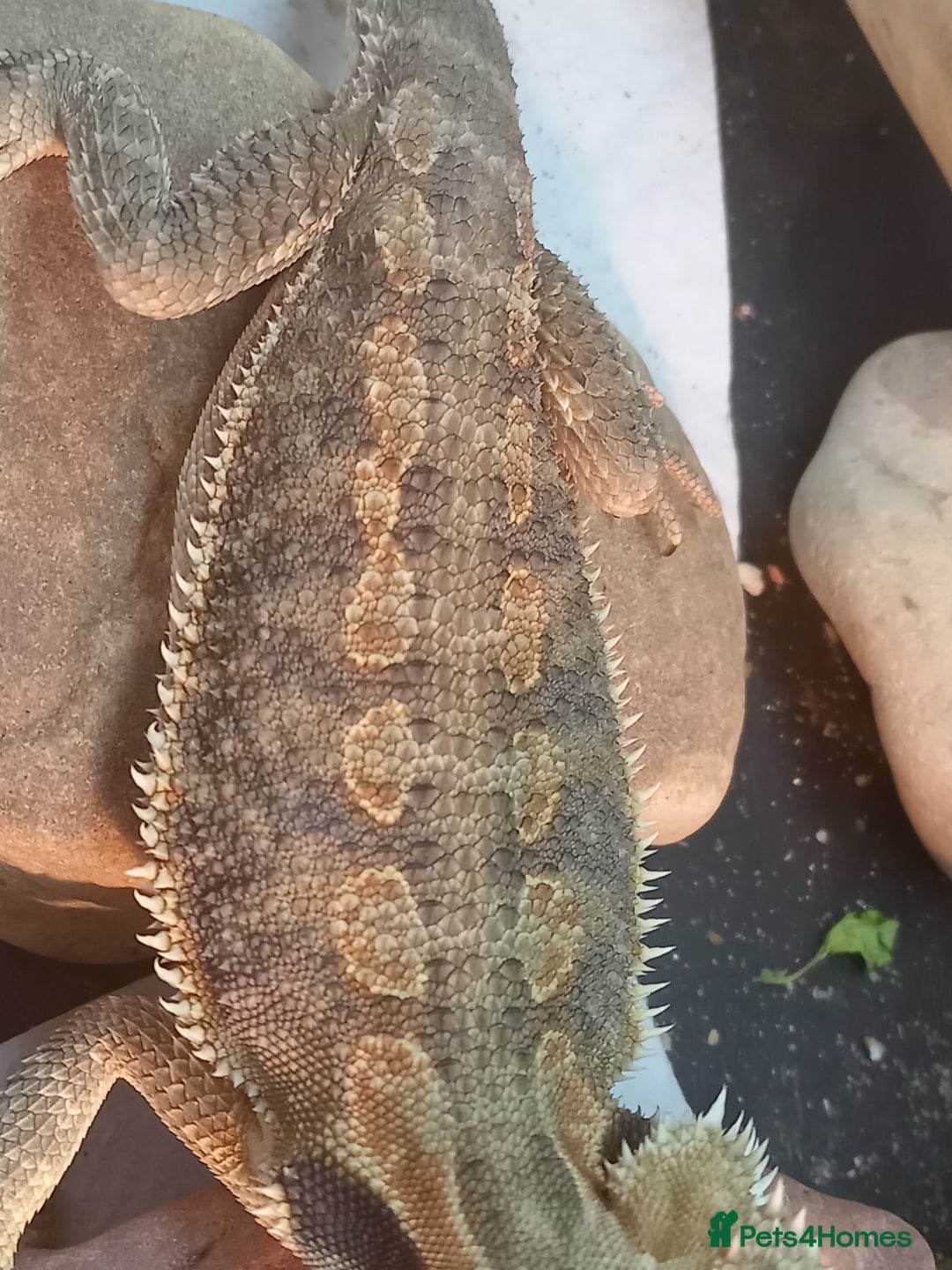 Bearded Dragon reptiles for sale: Rescued baby bearded dragon - Image 10