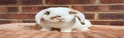 Mini Lop rabbits for sale: Two mini lop sisters available  - Advert 1
