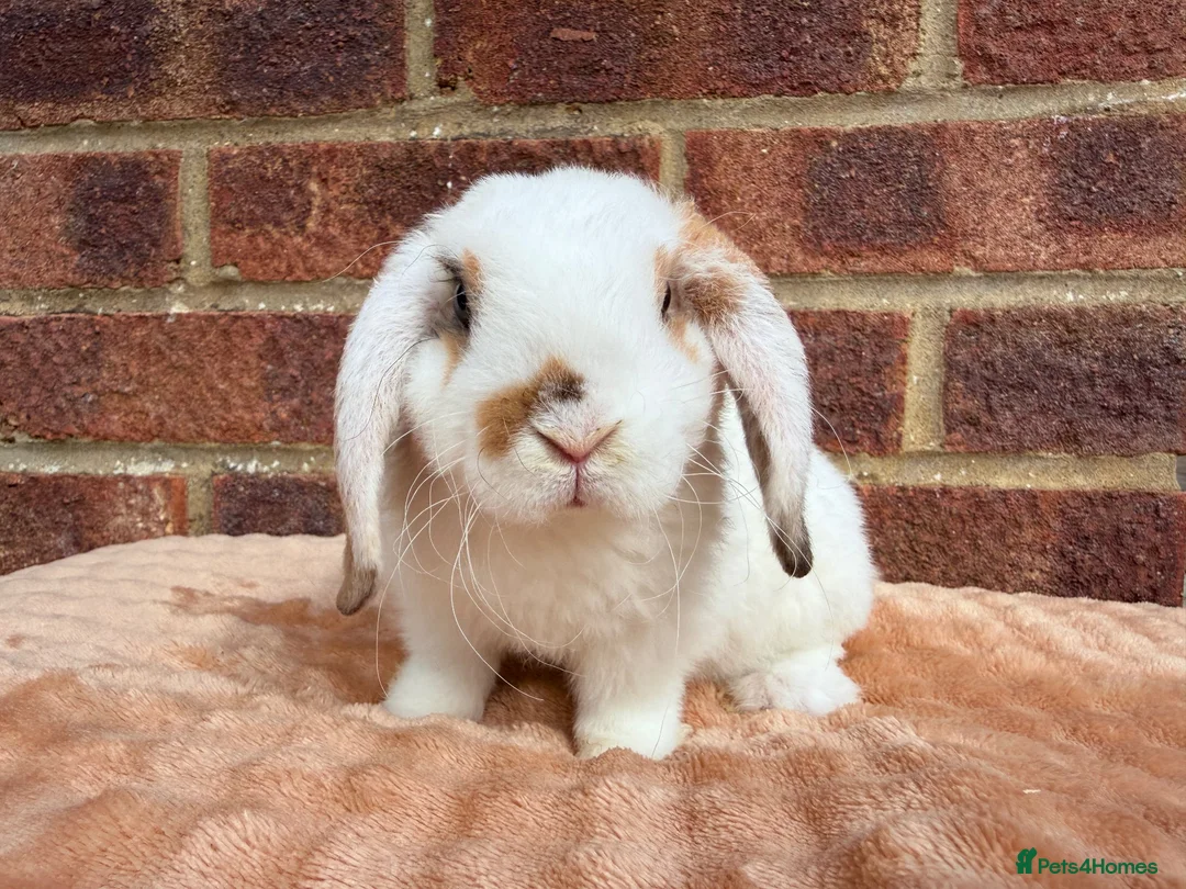 Mini Lop rabbits for sale: Two mini lop sisters available  - Advert 1