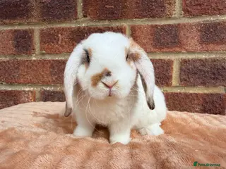 Mini Lop rabbits Two mini lop sisters available - Advert 1