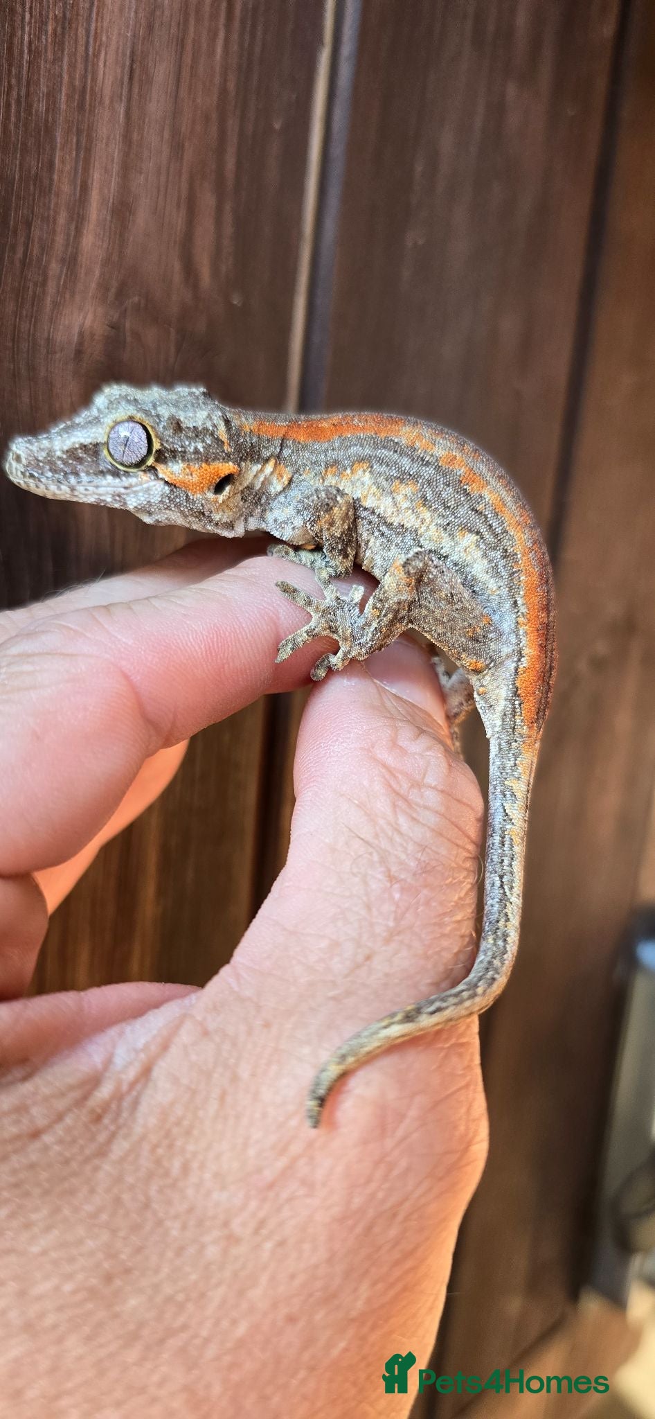Gecko reptiles Young Gargoyle geckos 2 avaliable  - Advert 19