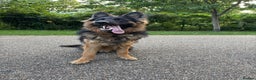 German Shepherd dogs for sale: Rehoming 1 Year Old Male German Shepherd - Advert 28
