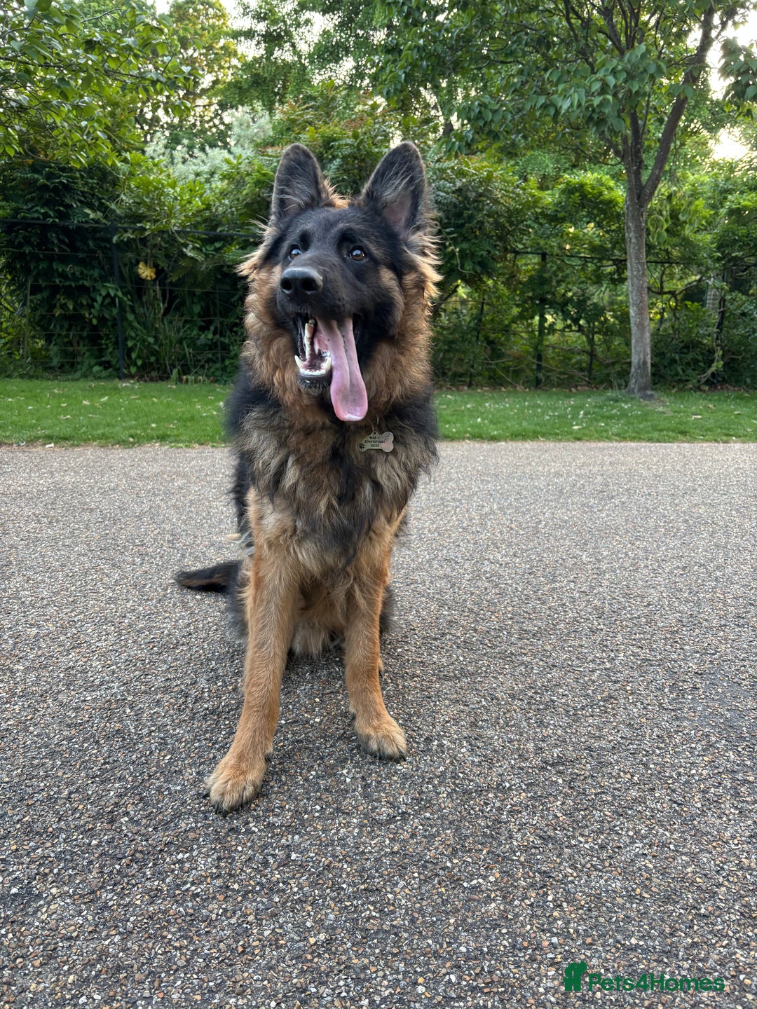 German Shepherd dogs for sale: Rehoming 1 Year Old Male German Shepherd - Advert 28