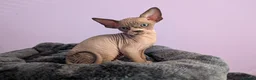 Sphynx cats for sale: ***TICA ACTIVE*** - PURE BREAD SPHYNX - AVAILABLE - Advert 20