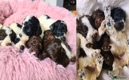 Cockapoo dogs for sale: F1b Toy Cockapoos.Roan & Chocolate.Health Tested. - Image 1