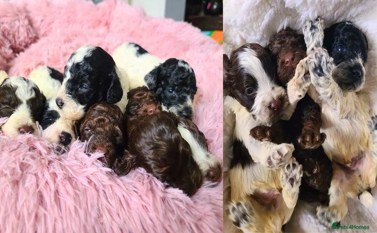 Cockapoo dogs - Advert 4