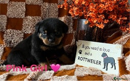 Rottweiler dogs for sale: The best of the best Rottweilers  - Image 23