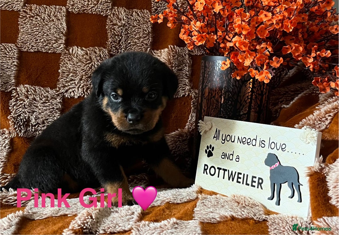Rottweiler dogs for sale: The best of the best Rottweilers  - Image 23