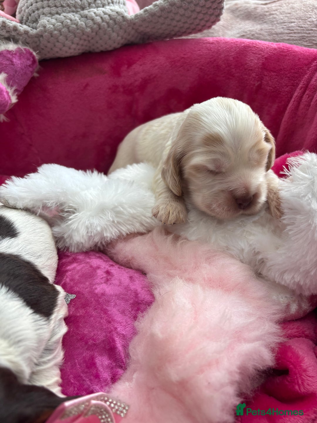 Cocker Spaniel dogs for sale: Outstanding show cocker pups - Image 4