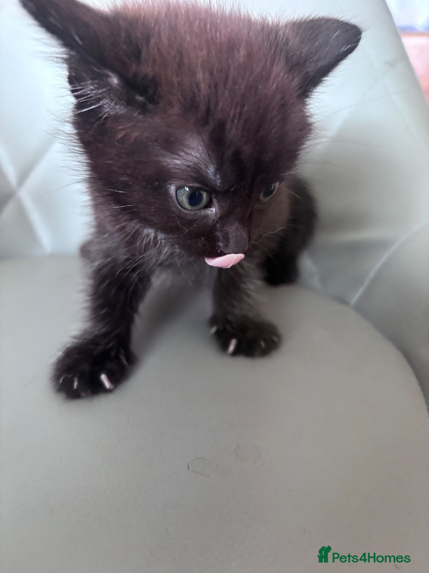 Mixed Breed cats Brown, black+white kittens - Advert 1