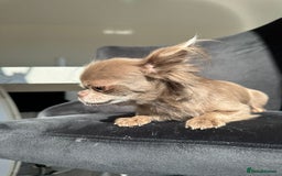 Chihuahua dogs for sale: Long haired lilac chihuahua girl - Image 13