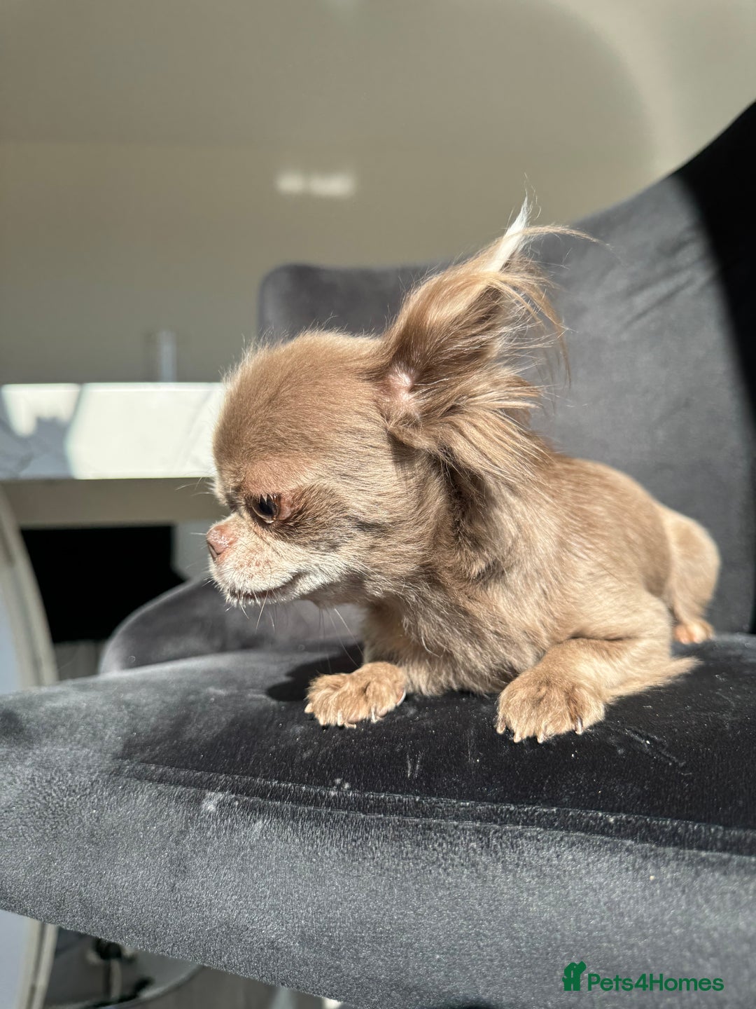 Chihuahua dogs for sale: Long haired lilac chihuahua girl - Image 13