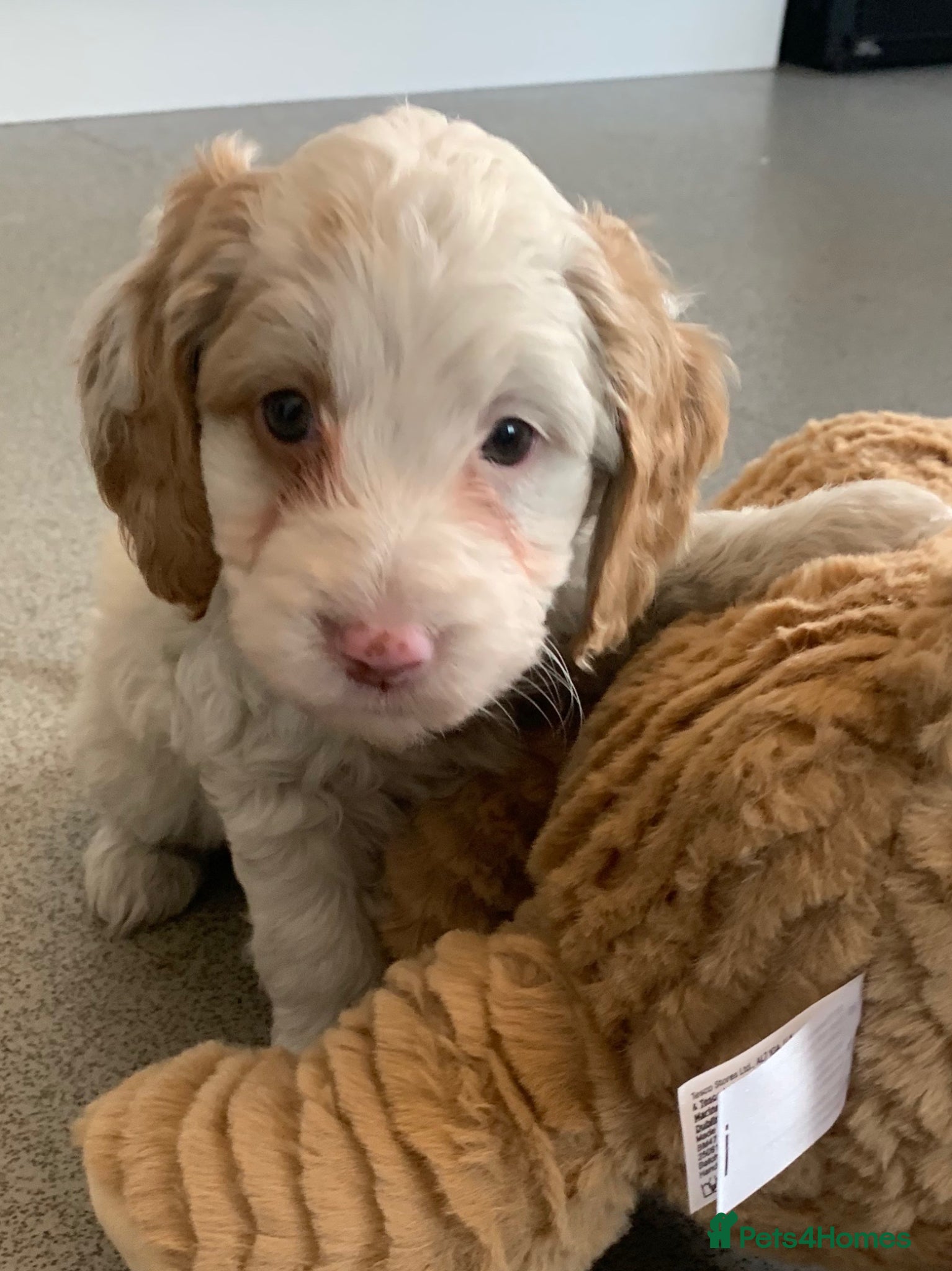 Cockapoo dogs  🐾 Our beautiful F1 Cockapoo puppies 🐾 - Advert 6