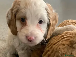 Cockapoo dogs 🐾 Our beautiful F1 Cockapoo puppies 🐾 - Advert 6