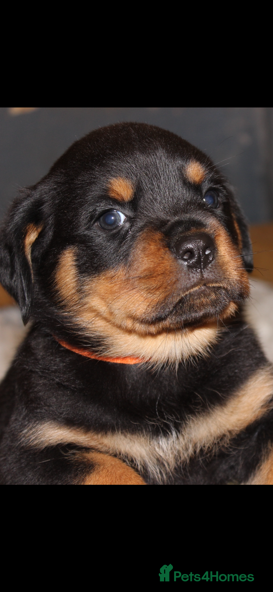 Rottweiler dogs for sale: Stunning Rottweiler Puppies  - Advert 13