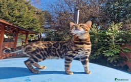 Bengal cats for stud: Bengal cat for stud, Fabio. in Peterborough - Image 7
