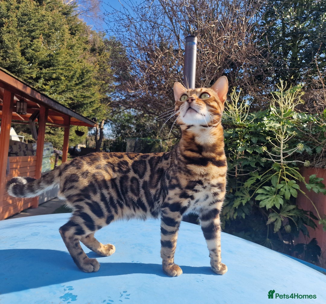 Bengal cats for stud: Bengal cat for stud, Fabio. in Peterborough - Image 7