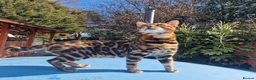 Bengal cats for stud: Bengal cat for stud, Fabio. in Peterborough - Advert 7