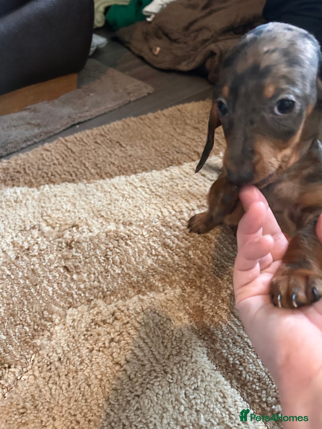 Miniature Dachshund dogs for sale: Dachshund puppies boys and girls ready now - Advert 13