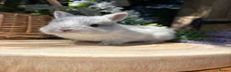 Netherland Dwarf rabbits for sale: Pure bred vaccinated* Netherland Dwarfs  - Advert 11