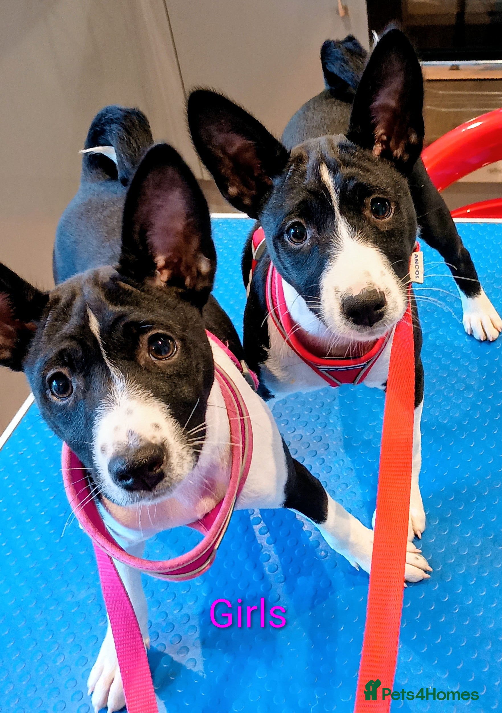 Basenji dogs Top quality lines pedigree Basenji pups.Ready now. - Advert 1