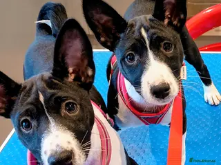 Basenji dogs Top quality lines pedigree Basenji pups.Ready now. - Advert 2