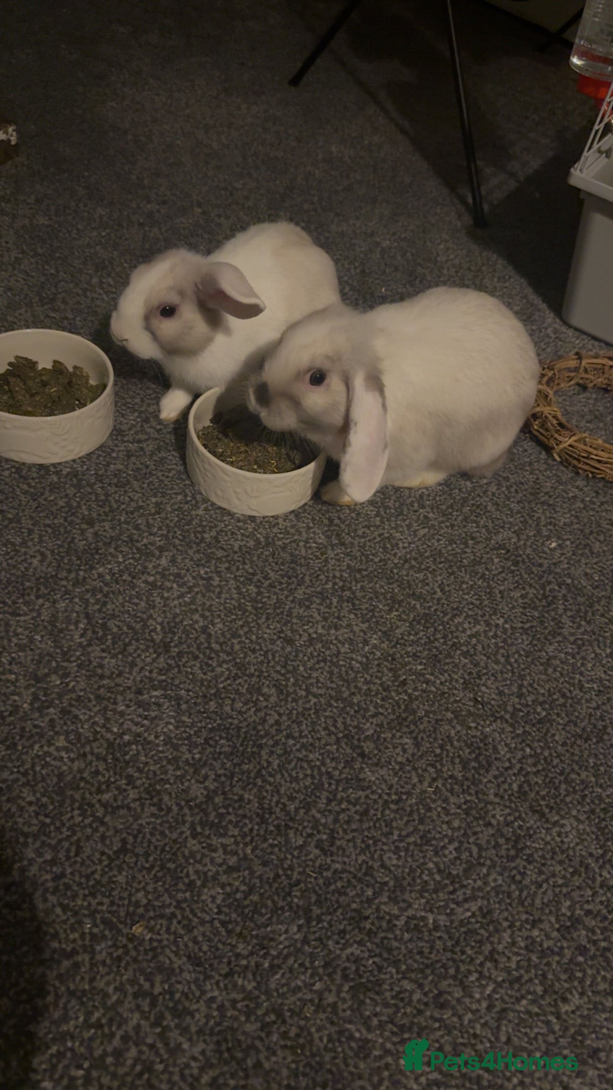 Mini Lop rabbits 2 rabbits for sale  - Advert 1