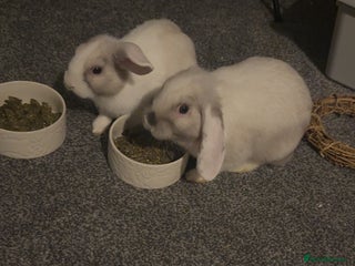 Mini Lop rabbits 2 rabbits for sale - Advert 1