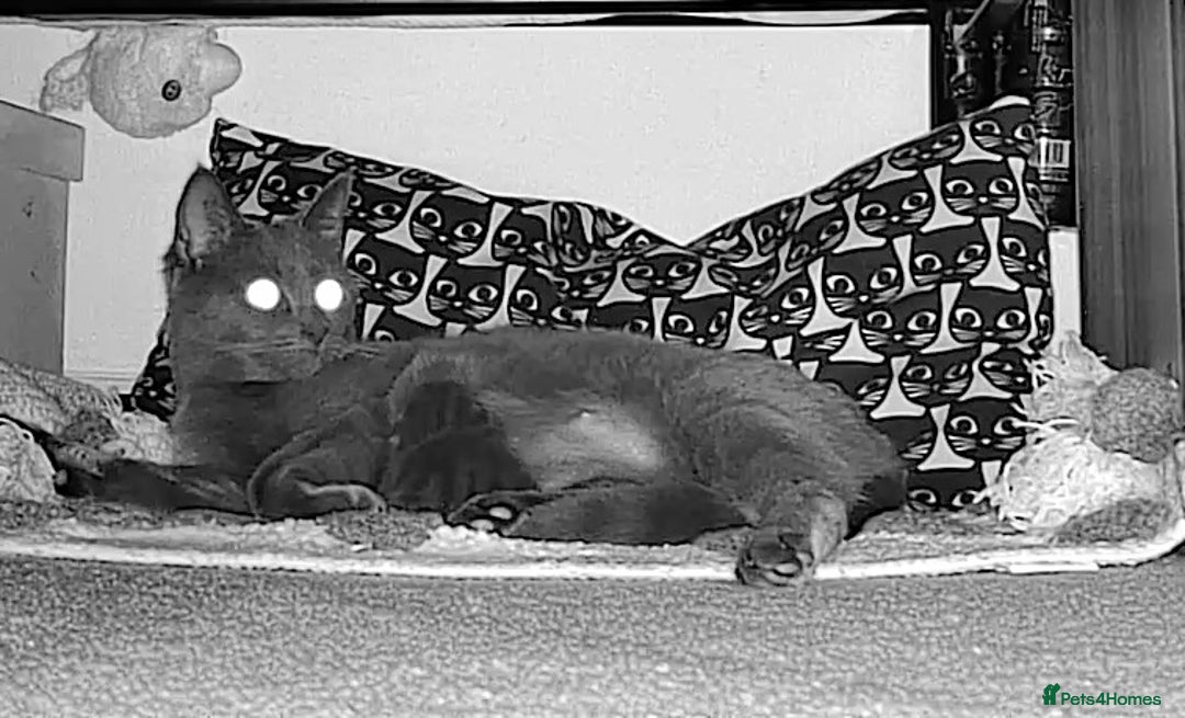 Chartreux cats for sale: Male kitten - Advert 2