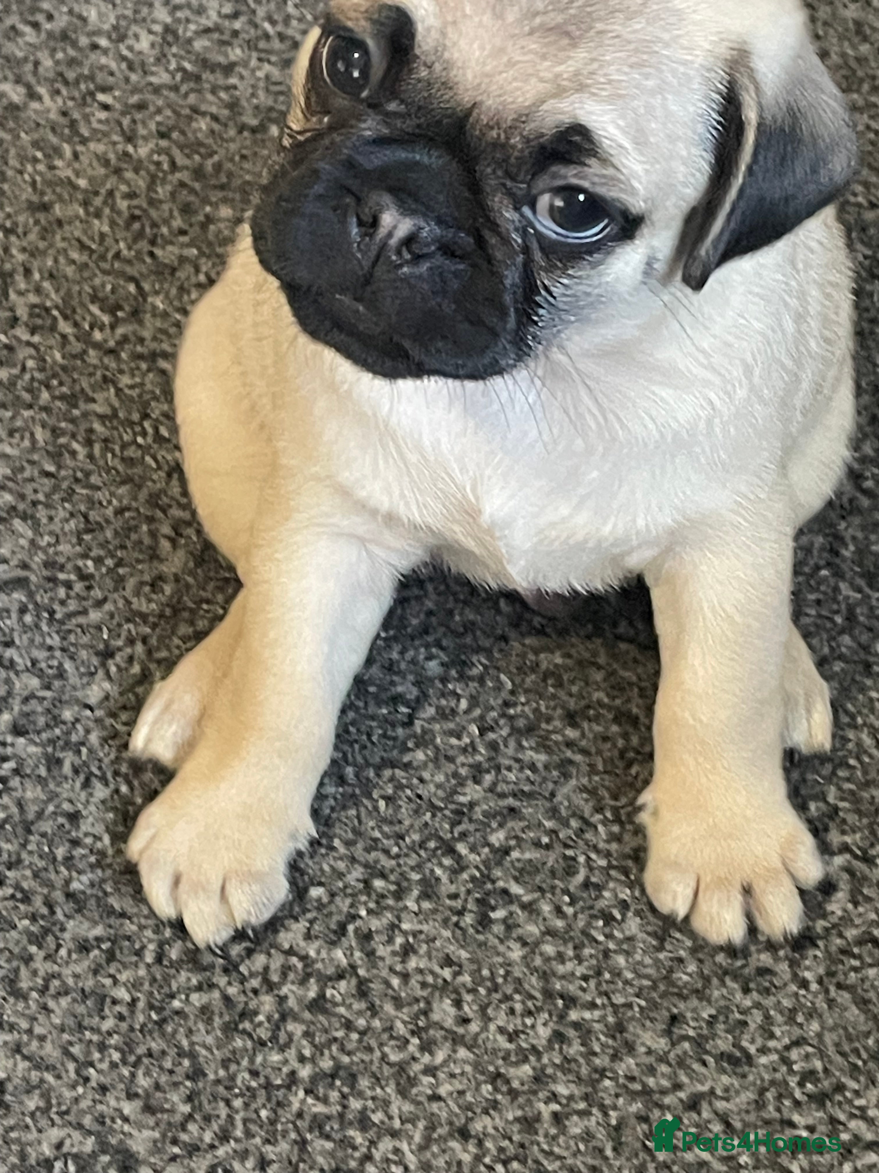 Pug dogs 2 beautiful pugs looking for their forever home - Advert 7