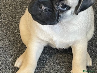 Pug dogs - Advert 2