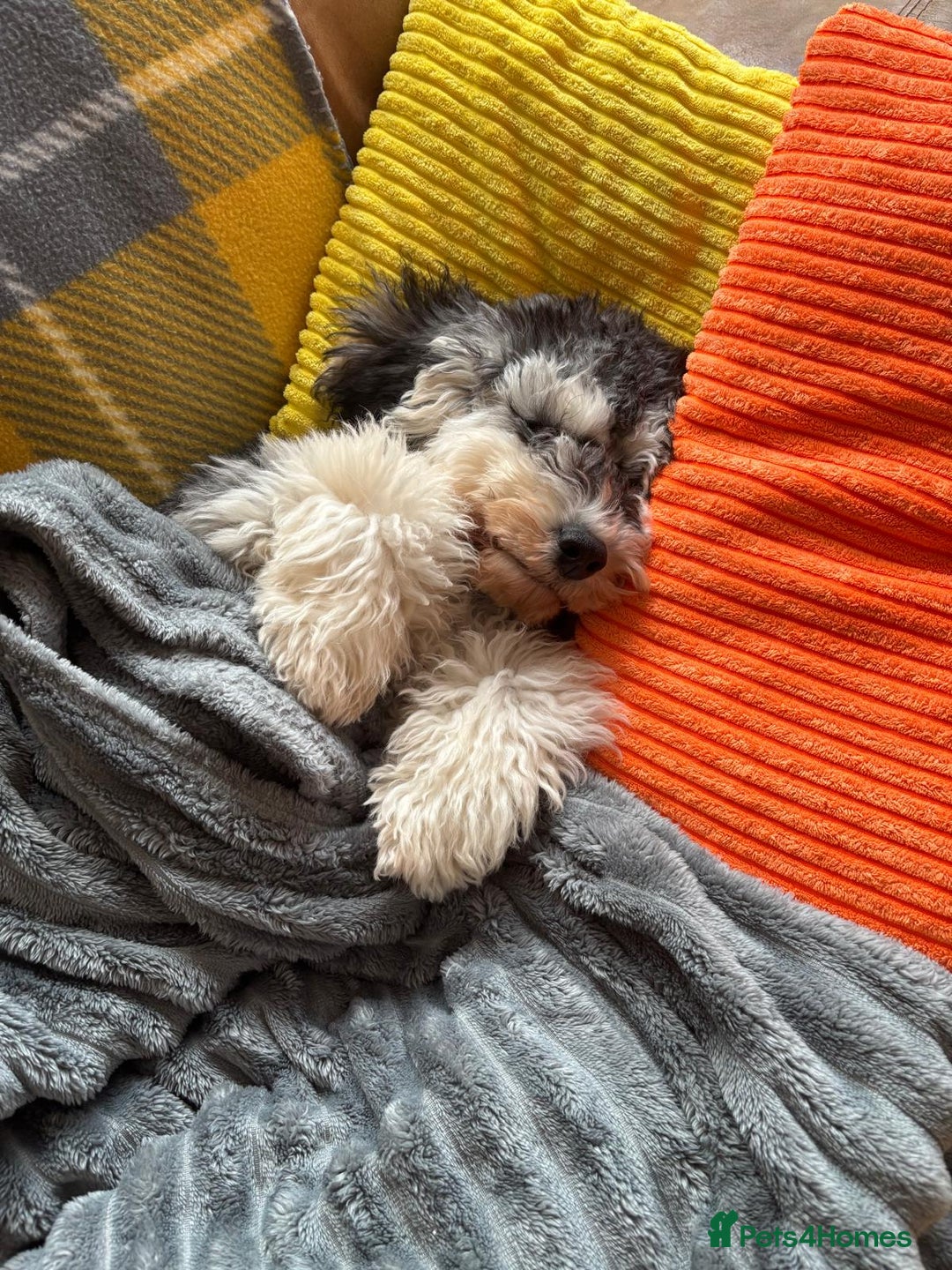 Cockapoo dogs for sale: Meet Mylo - Advert 4