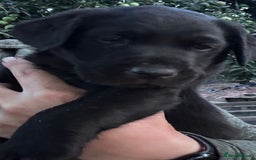 Labrador Retriever dogs for sale: Labrador puppies  - Image 16