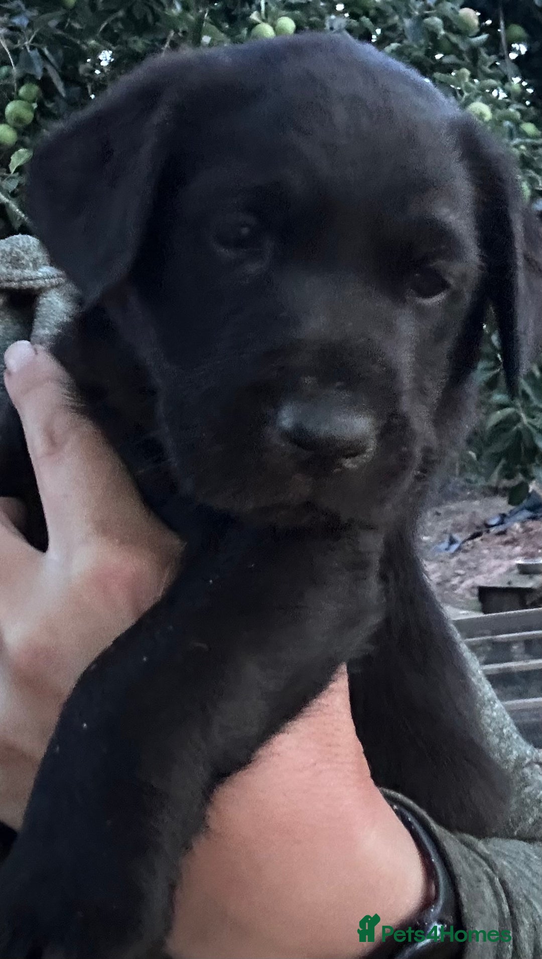 Labrador Retriever dogs for sale: Labrador puppies  - Image 16