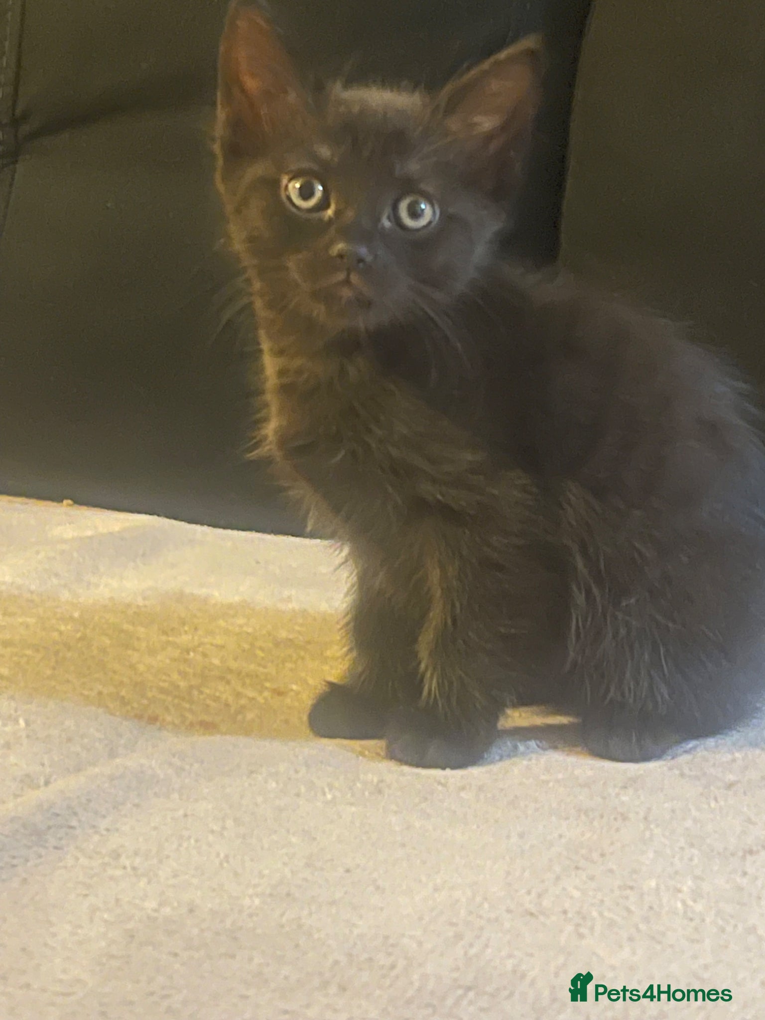 Mixed Breed cats Last Kitten Available – Ready For New Home 💞 - Advert 5