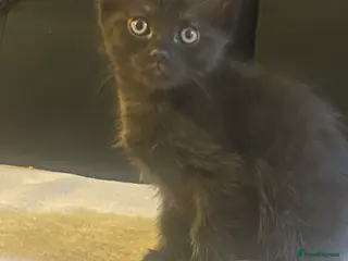 Mixed Breed cats Last Kitten Available – Ready For New Home 💞 - Advert 5