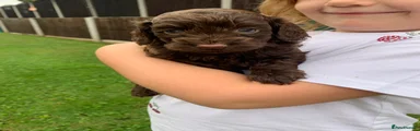 Cockapoo 2