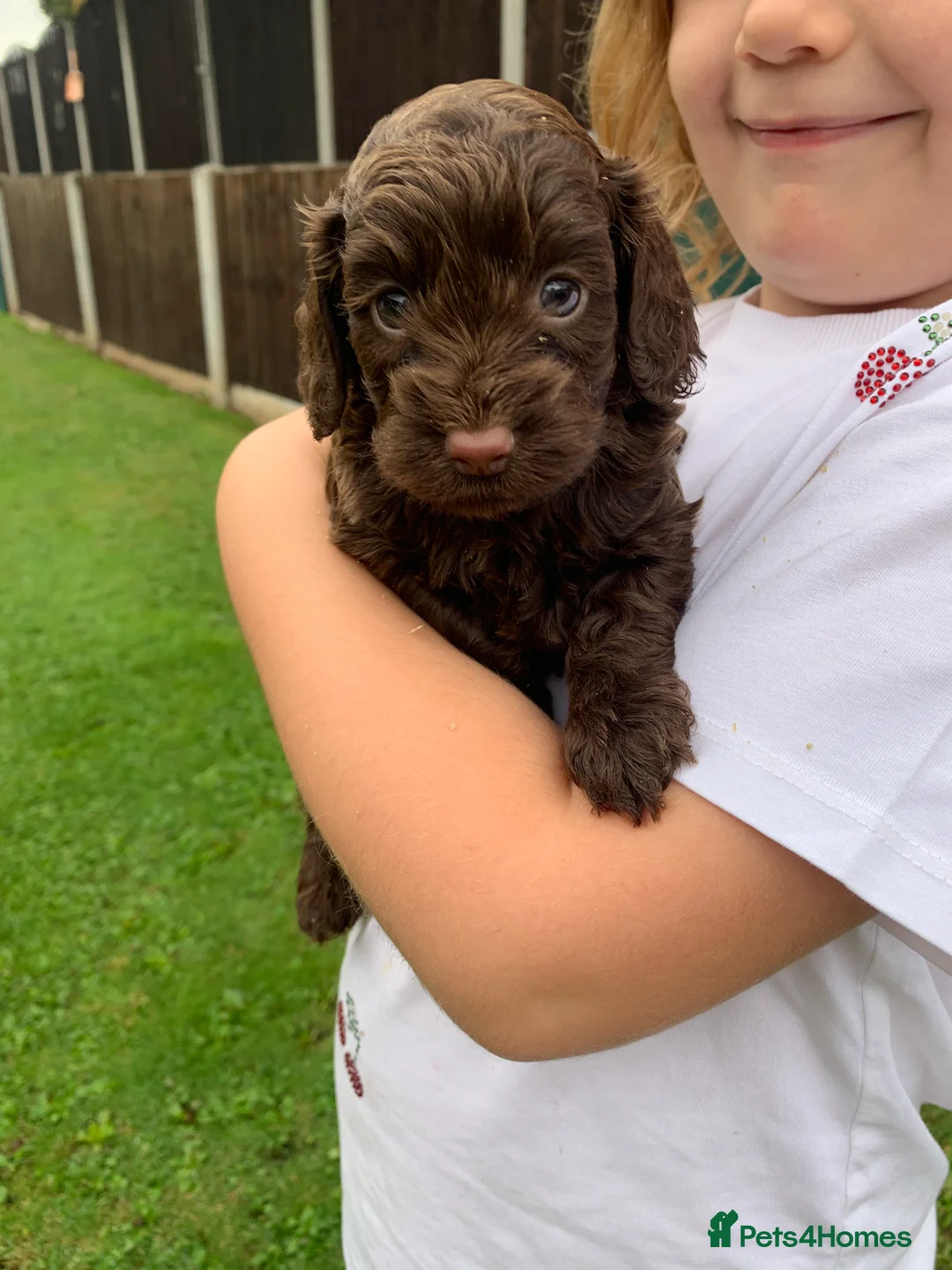Cockapoo dogs for sale: Health tested f1  Cockerpoo puppies  - Advert 2