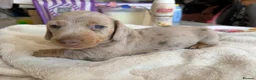 Miniature Dachshund dogs for sale: Beautiful miniature dachshund puppies  - Advert 5