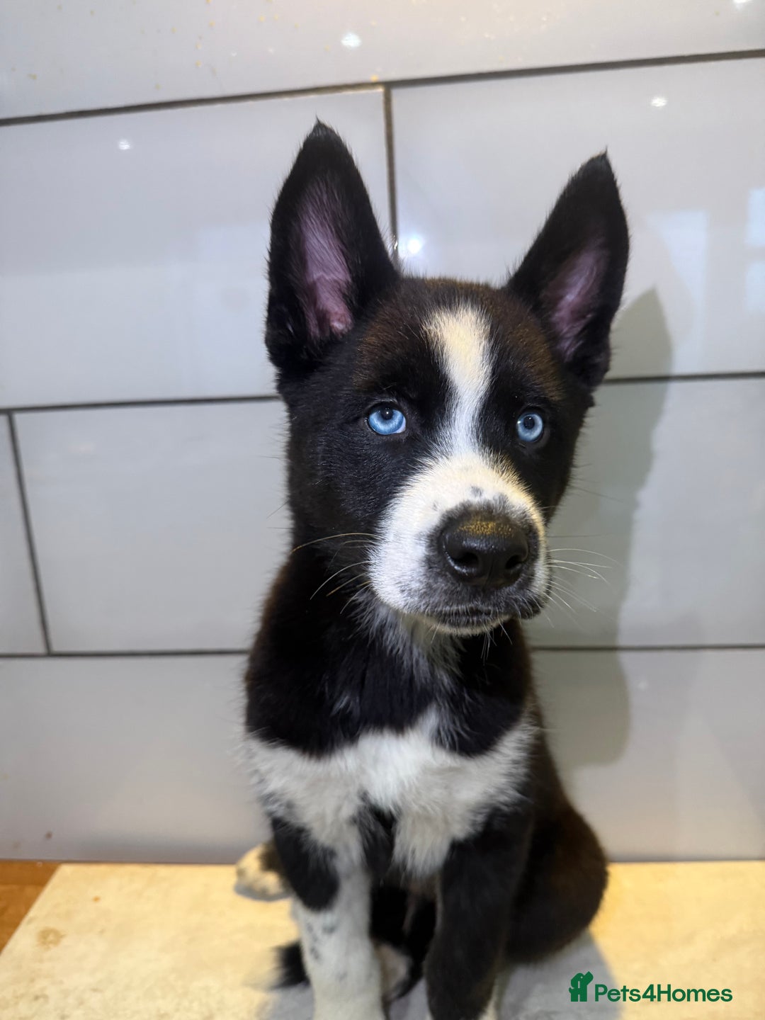 Siberian Husky dogs for sale: Husky Puppies 🩵🩷 - Advert 1