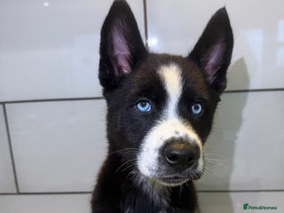 Siberian Husky dogs Husky Puppies 🩵🩷 - Advert 1