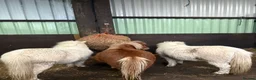 Miniature horses for sale: 2 Pali & white mini Shetlands  - Advert 5